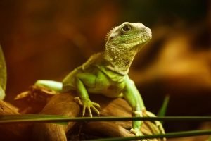 Reptile Veterinarian in Fort Worth, TX | Ridglea West Animal Hospital