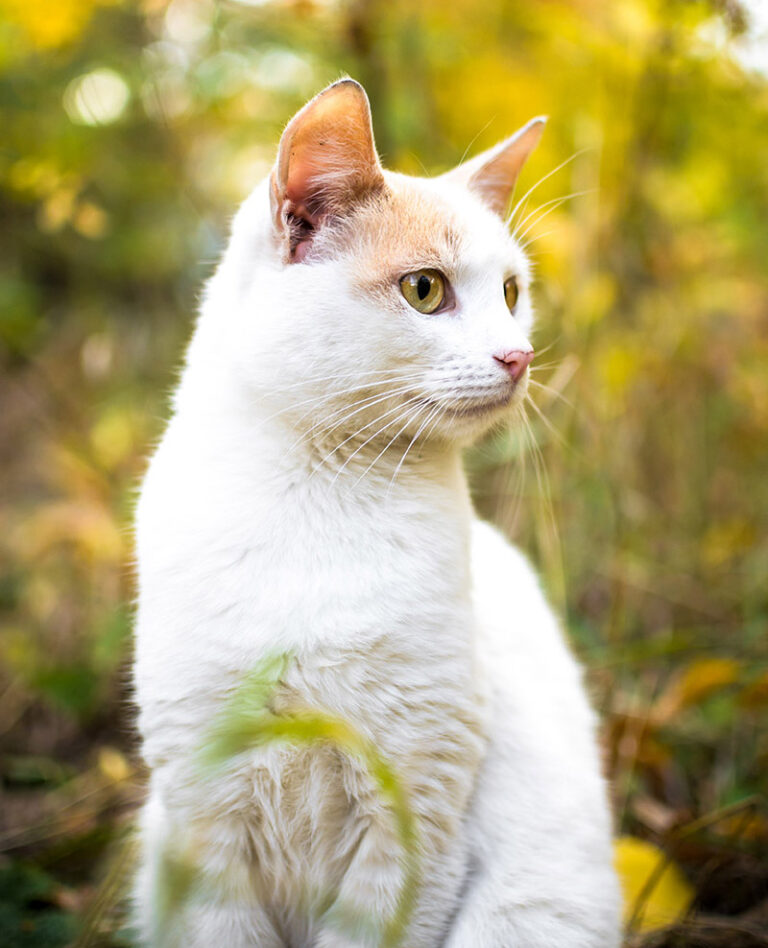 Veterinarian in Fort Worth, TX Ridglea West Animal Hospital