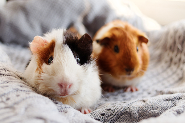 How Long Do Hamsters Live? Vet Reviewed Average Lifespan, Data